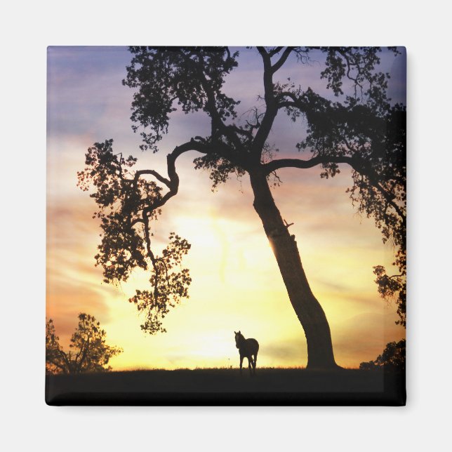 Schönes Pferd im Sonnenuntergang Magnet (Vorne)