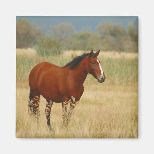Schönes Pferd Magnet
