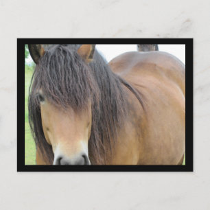 Schönes Pferd Postkarte