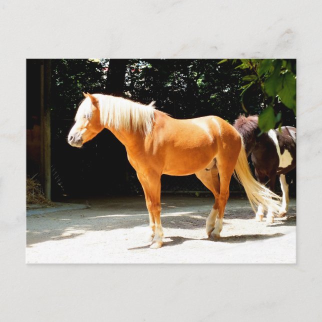 Schönes Pferdetier Postkarte (Vorderseite)