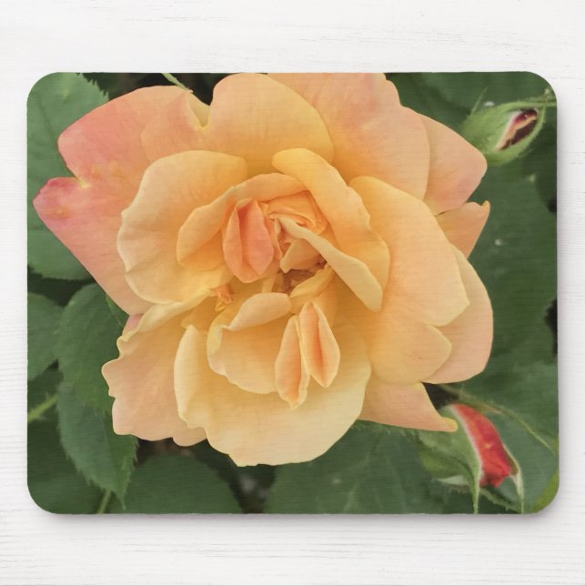 Schönes Pfirsichfarbenes Mauspad Rose (Vorne)
