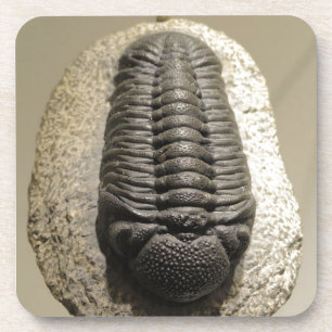 Schönes Phacops-Trilobit-Fossil-Foto Untersetzer