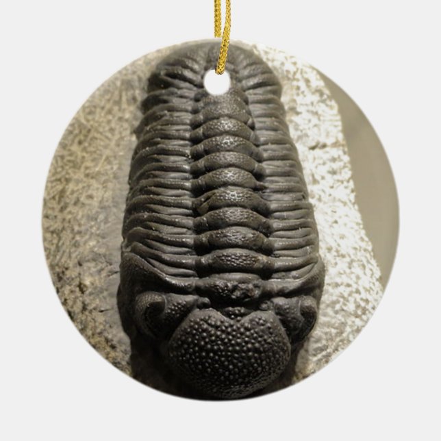 Schönes Phacops trilobite Fossil-Foto Keramikornament (Vorne)
