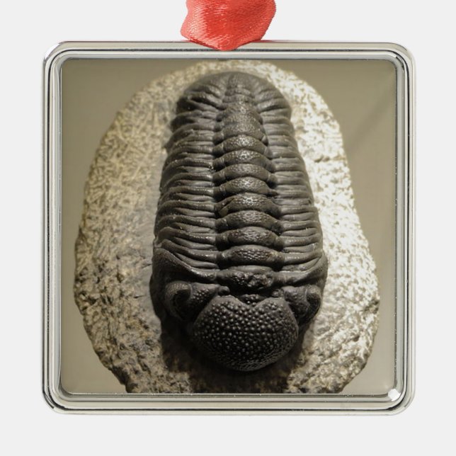 Schönes Phacops trilobite Fossil-Foto Silbernes Ornament (Vorne)