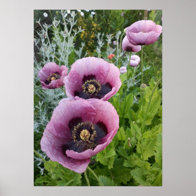 Schönes Pink Poppy Flower Garden Poster (Vorne)