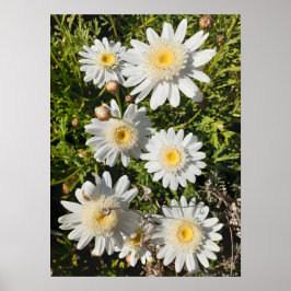 Schönes Plakat für die Weiße Daisy Blume Garten