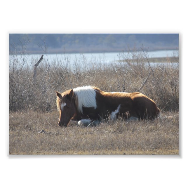 Schönes Ponyfoto. Fotodruck (Vorne)