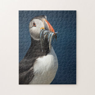 Schönes Portrait von Ozeanpuffvögeln