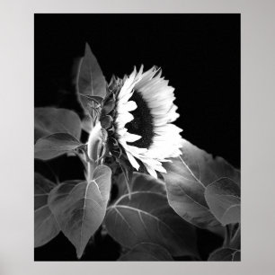 Schönes Poster der Sonnenblume in Schwarz und Weiß