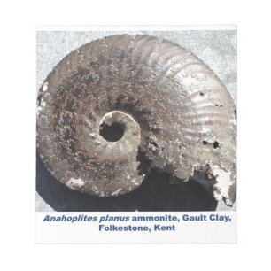 Schönes Pyritenammonialfossilon mit Nässen Notizblock