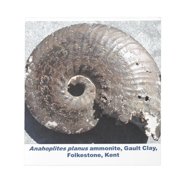Schönes Pyritenammonialfossilon mit Nässen Notizblock (Vorderseite)