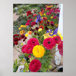 Schönes Rannunculus Frühlingsblume Garten Poster