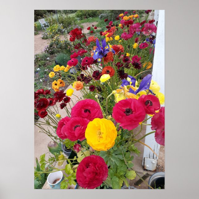 Schönes Rannunculus Frühlingsblume Garten Poster (Vorne)
