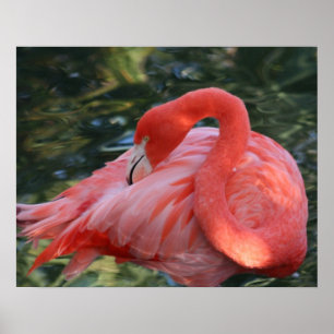 Schönes rosa Flamingo-Plakat Poster