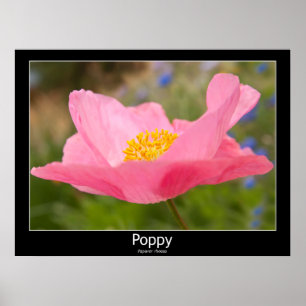 Schönes rosa Mohnfoto Nah-Up-Foto Poster