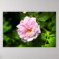 Schönes rosa Rosa Foto