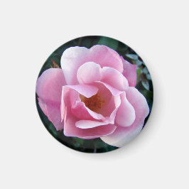 Schönes rosa Rose Magnet
