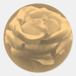 Schönes rosa Rose Nah-up Altes Foto Runder Aufkleber