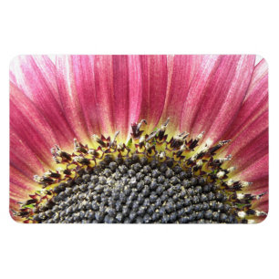 Schönes rosa Sonnenblumen Premium Magnet