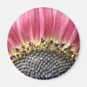 Schönes rosa Sonnenblumenmagazin Magnet