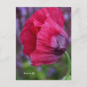 Schönes Rosa und Lila Mohn Postkarte