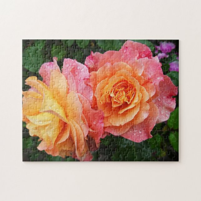 Schönes rosa und orange Rose Foto (Horizontal)