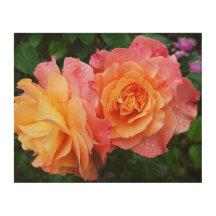 Schönes rosa und orange Rose Foto