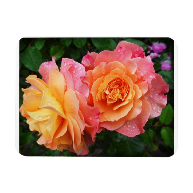 Schönes rosa und orange Rose Foto Magnet (Horizontal)