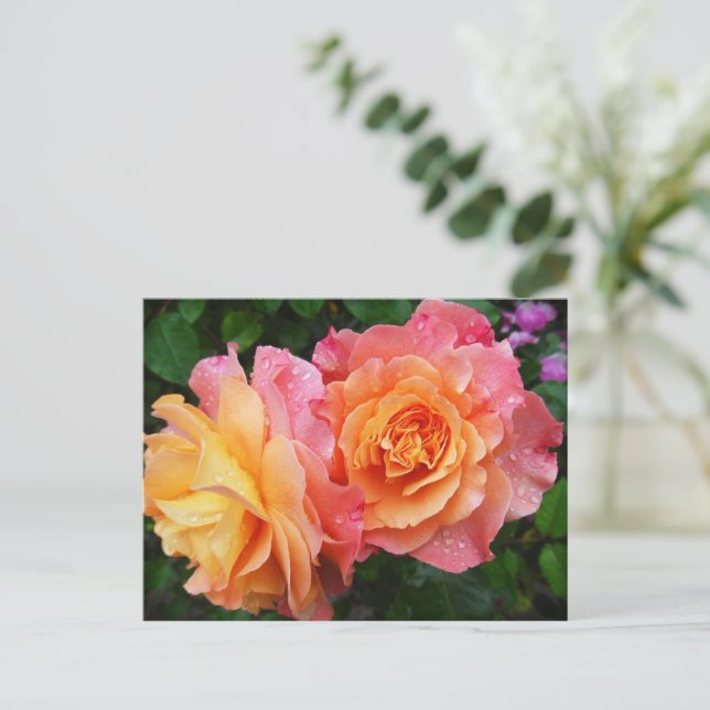Schönes rosa und orange Rose Foto Postkarte (Stehend Vorderseite)