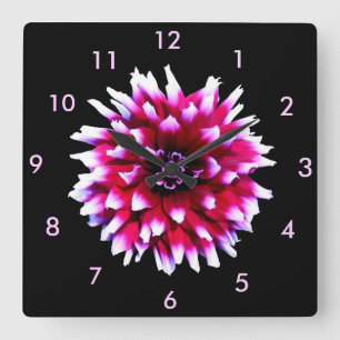 Schönes rosa weißes Dahlia auf schwarzem Grund Quadratische Wanduhr