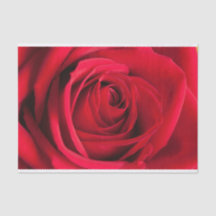 Schönes Rosen-Blumen-Seidenpapier