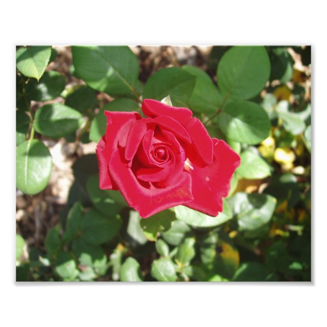 Schönes Rote Rose Foto drucken (Vorne)