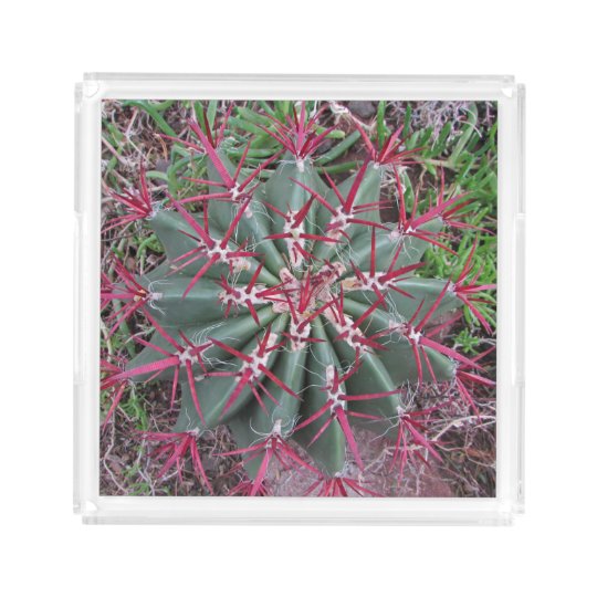 Schones Rotes Fass Kaktus Wusten Pflanzen Foto Acryl Tablett Zazzle Ch