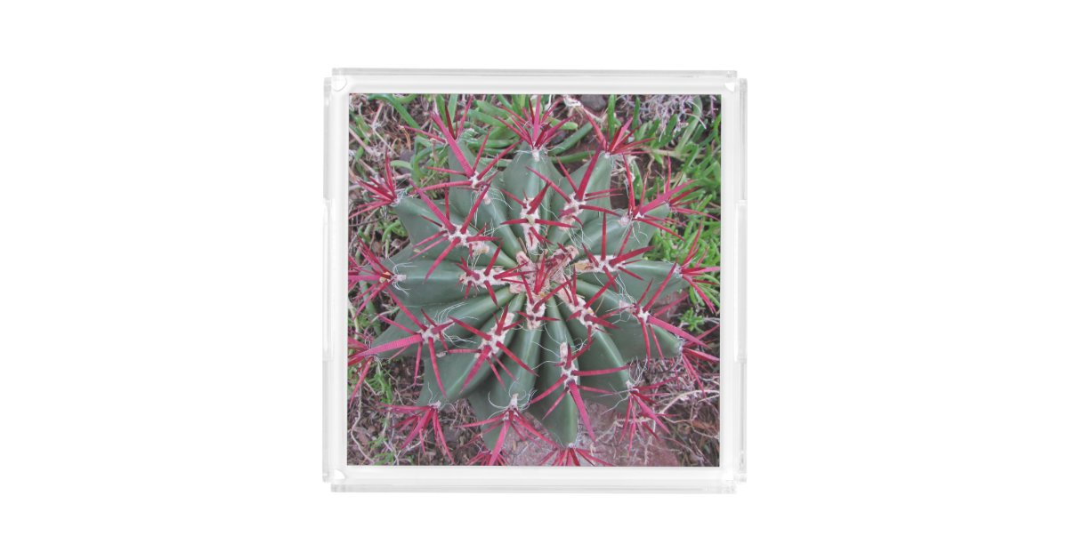 Schones Rotes Fass Kaktus Wusten Pflanzen Foto Acryl Tablett Zazzle Ch