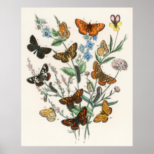 Schönes Schmetterlingsposter - Vintage Kunst Poster
