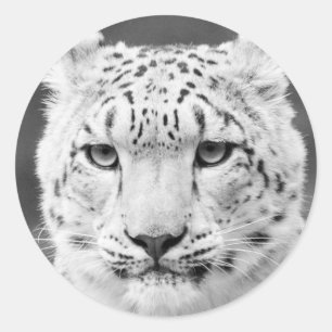 Schönes Schnee-Leopard-Schwarzweiss-Porträt Runder Aufkleber
