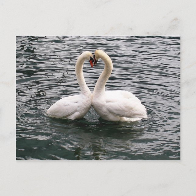 Schönes Schwanenpaar Postkarte (Vorderseite)