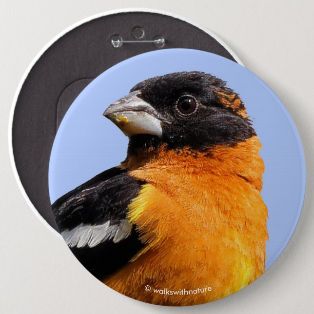 Schönes Schwarz-Headed Grosbeak in einem Baum Button (Vorne & Hinten)