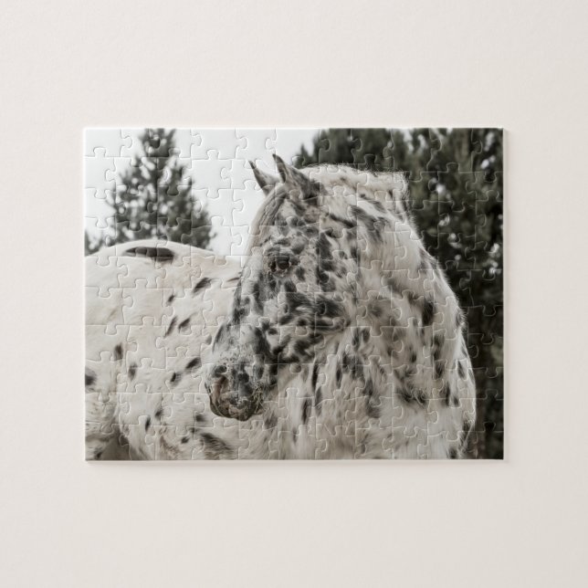Schönes Schwarz-Weiß Appaloosa Pferd (Horizontal)
