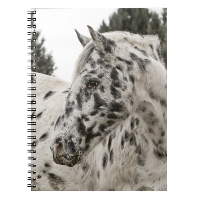 Schönes Schwarz-Weiß Appaloosa Pferd Notizblock (Vorderseite)