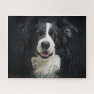 Schönes Schwarz-Weiß-Border-Collie-Hund-Foto
