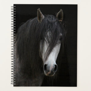 Schönes Schwarz-Weiß-Pferd Planer