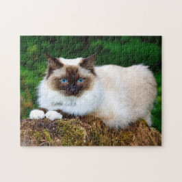 Schönes Siamesisches Cat Foto