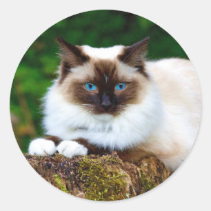 Schönes Siamesisches Cat Foto Classic Round Stick Runder Aufkleber