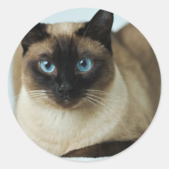 Schönes Siamesisches Cat Foto Classic Round Sticke Runder Aufkleber (Vorderseite)