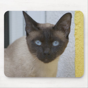Schönes Siegel Point Siamese Katze Mousepad