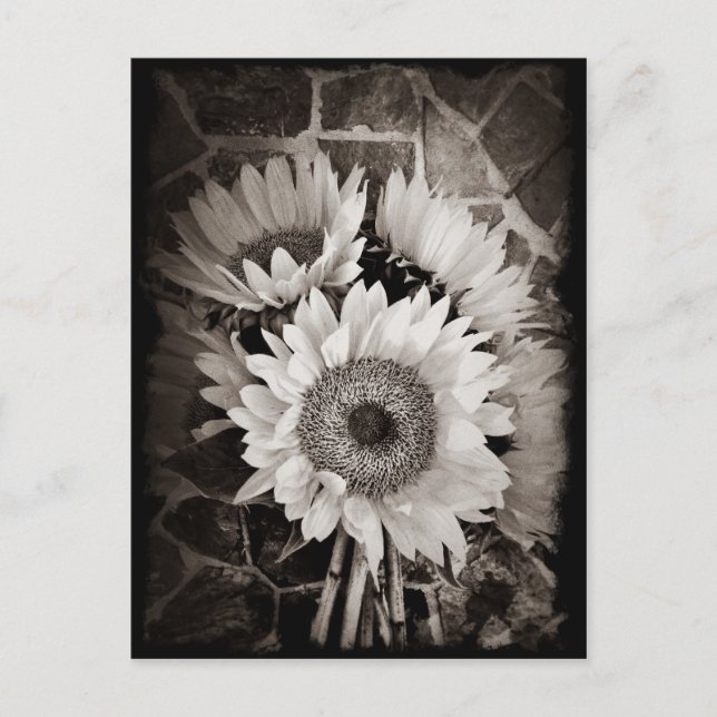 Schönes Sonnenblumen Bouquet Foto Schwarz & Weiß Postkarte (Vorderseite)