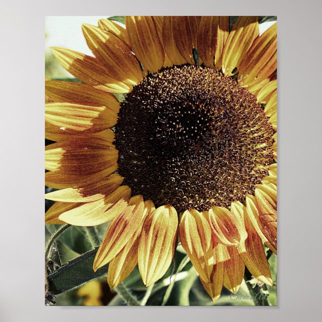 Schönes Sonnenblumenfoto Poster (Vorne)