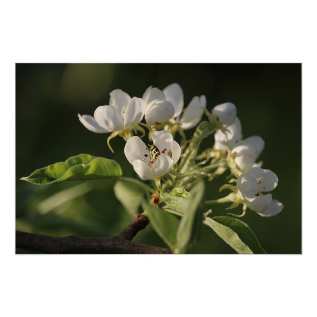 Schönes Sonnenlicht Weiße Birne Blossom Poster (Vorderseite)