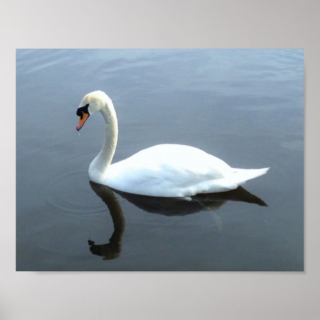 Schönes Swan Reflection Poster (Vorne)